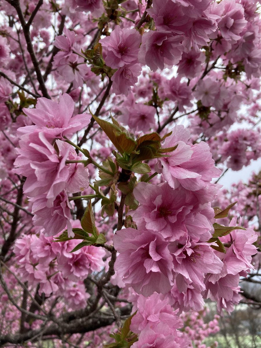 のんびり散歩 tweet media