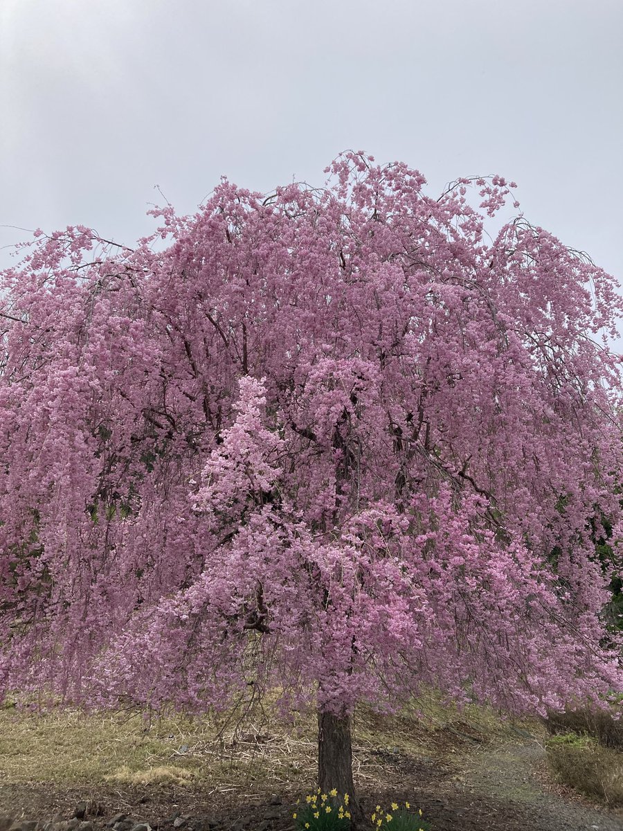 のんびり散歩 tweet media