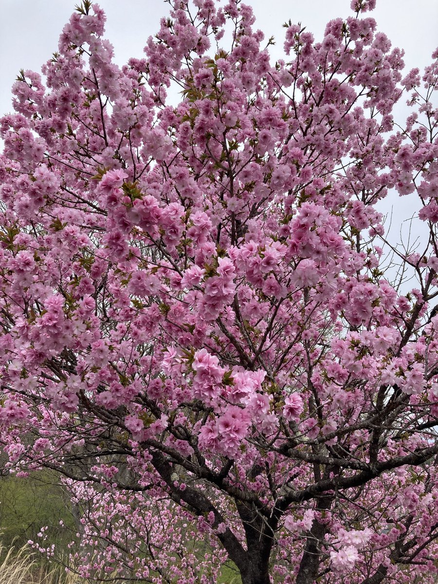 のんびり散歩 tweet media