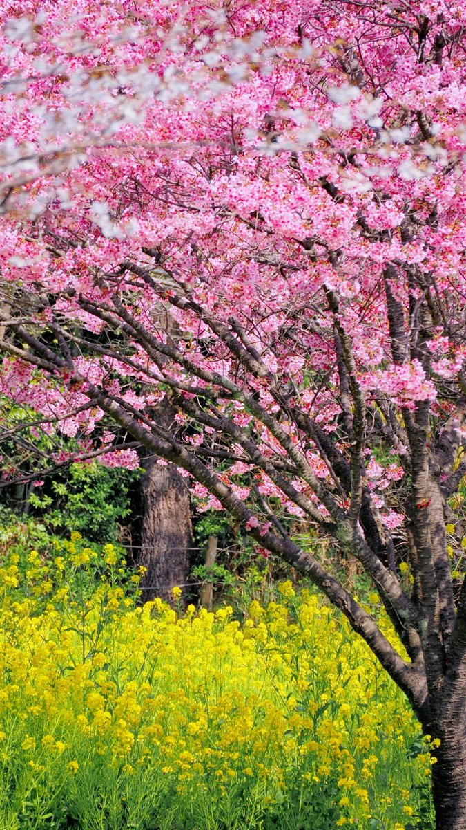 OKITe18spiCE's tweet photo. 爛漫🌸 https://t.co/uTk0TwFXzu