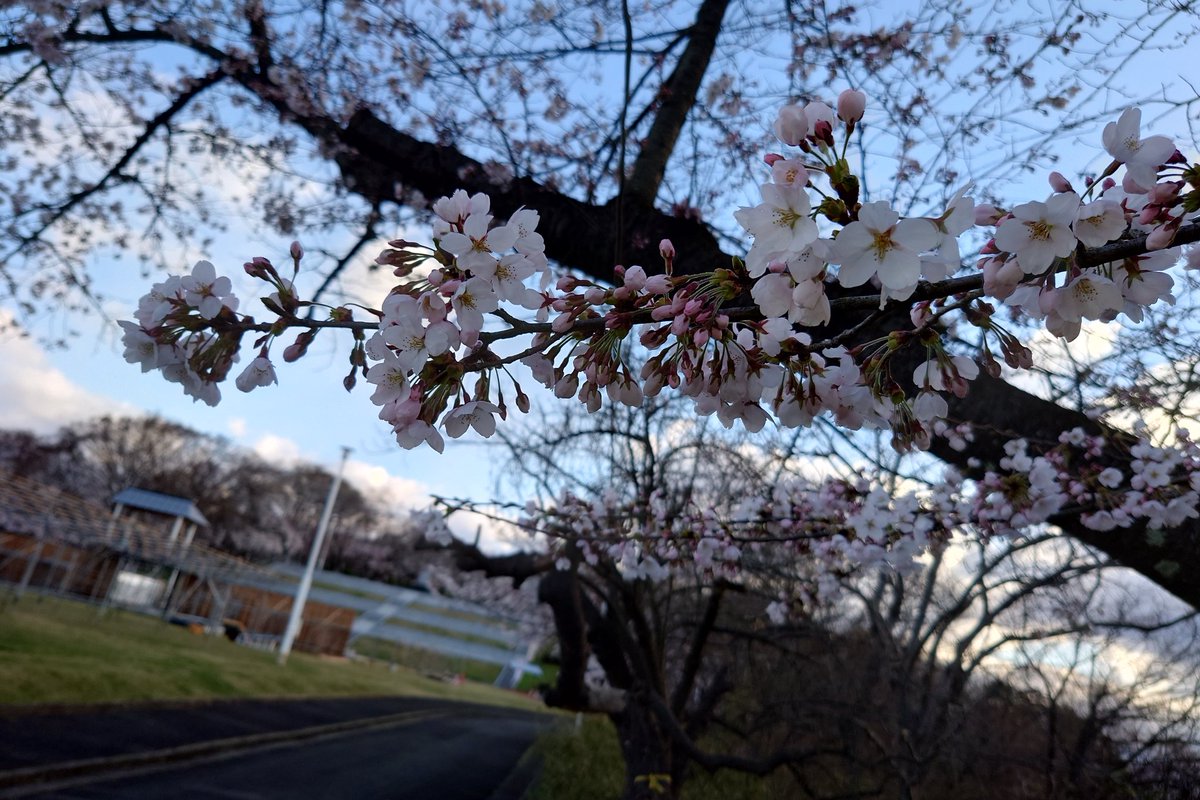 中島清吉商店 tweet media