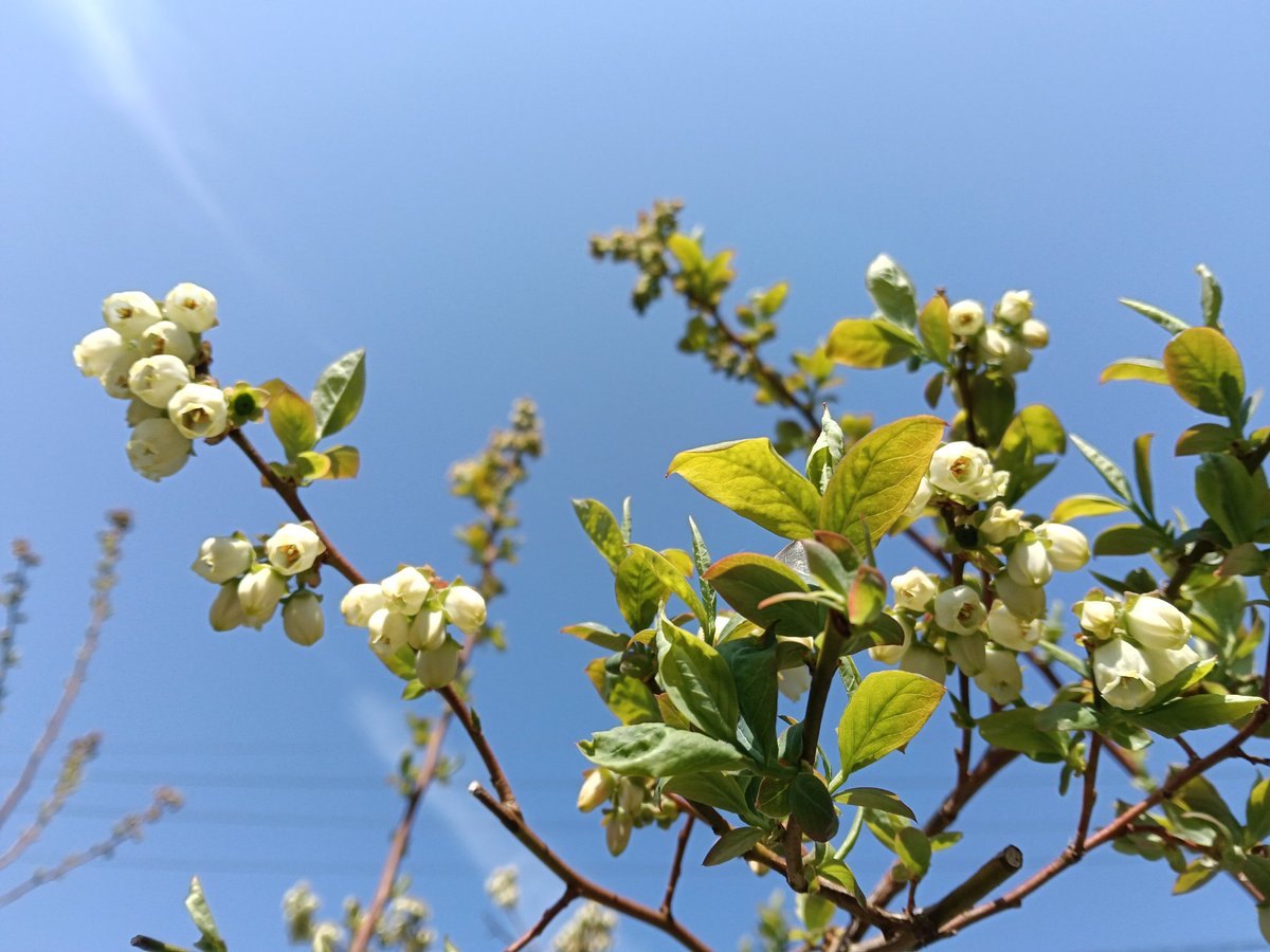 おはようございます☀
今朝は冷え込んだけど
ブルーベリー花咲き始めました