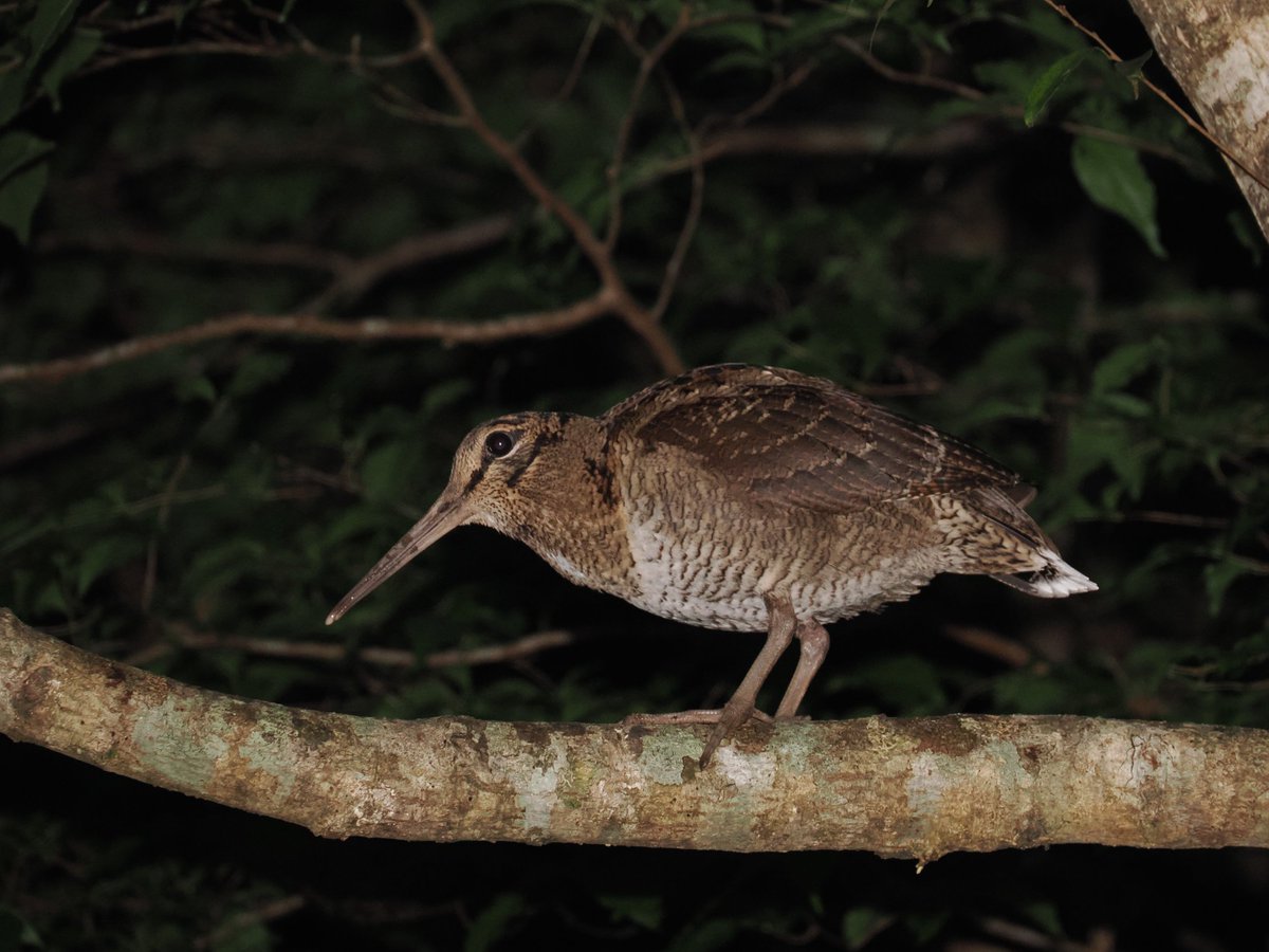 湖畔ノ森 tweet media