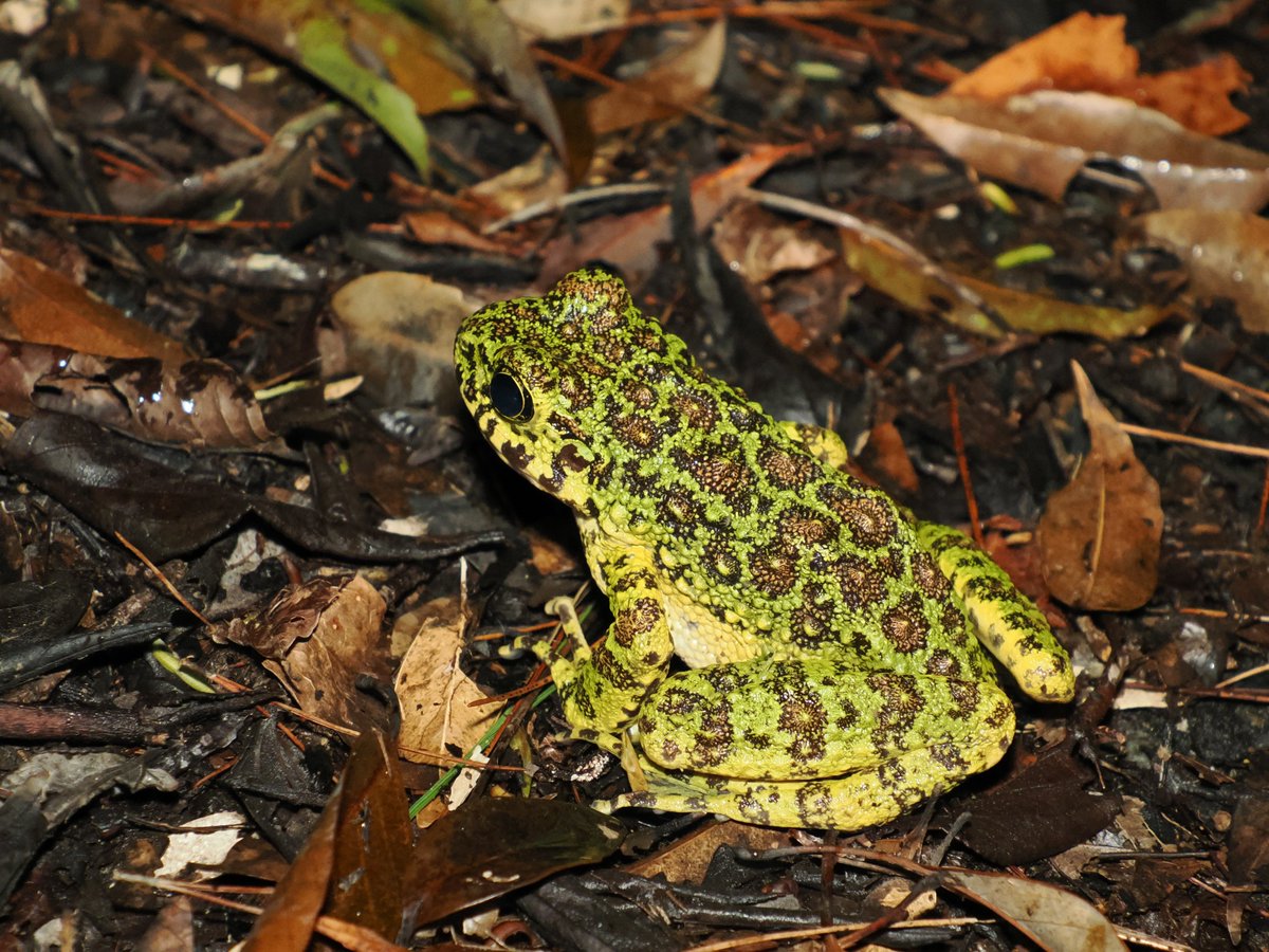 湖畔ノ森 tweet media