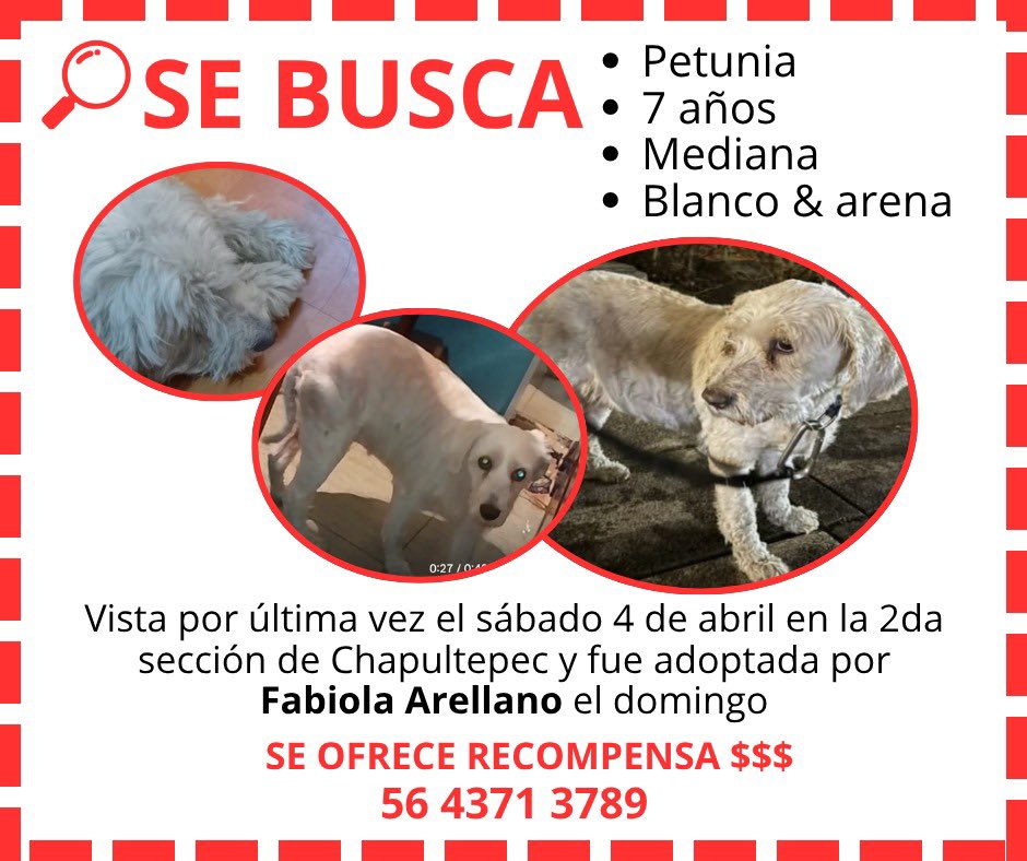 A L I 🐾 tweet media