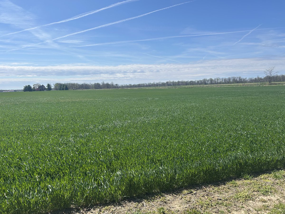 DevinBultemeier's tweet photo. Another busy delivery day but it’s something worth appreciating—a great-looking wheat crop in the middle of all the planting chaos that comes with soybeans and corn.

📍Franklin, IN https://t.co/m1rm6OuRxW