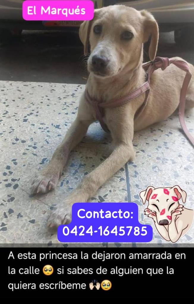 gracon27's tweet photo. #Caracas
#ElMarques
Esta hermosa perrita está buscando un hogar responsable.
La dejaron abandonada.
Es muy linda y cariñosa💕🐶🥲
Favor difundir🤎🤎🤎
Gracias 🫂🇻🇪 https://t.co/1Uo95wReAZ