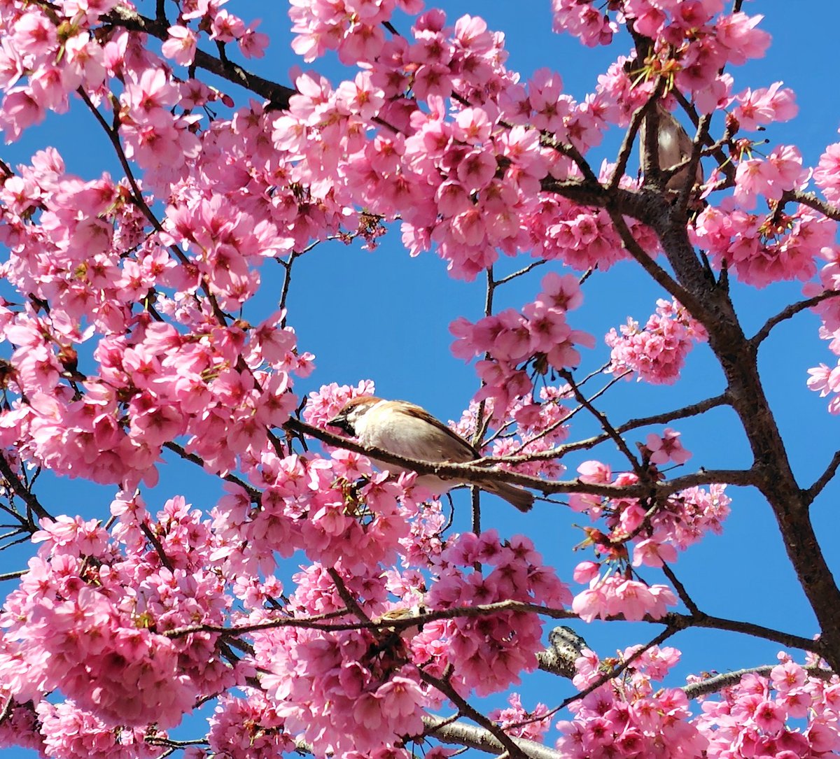 🌸もりこ🌳 tweet media