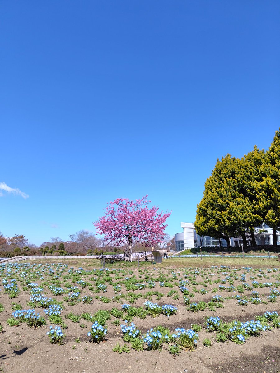 🌸もりこ🌳 tweet media