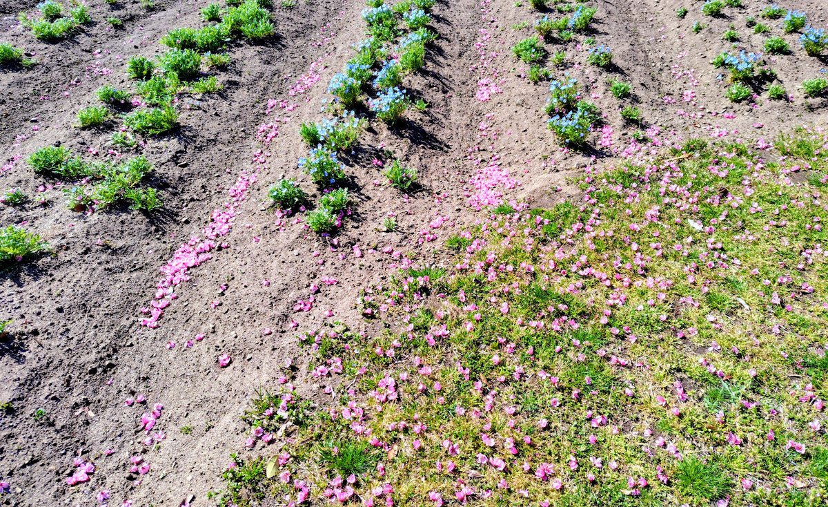 🌸もりこ🌳 tweet media