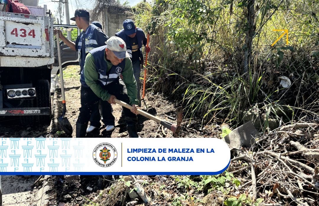 amdc_verde's tweet photo. Realizamos levantamiento de maleza en el sector de La Granja, donde la acera se encontraba obstruida, impidiendo el paso peatonal.

¡Ahora tu ciudad más limpia! 🫡 https://t.co/k263E2ogdm