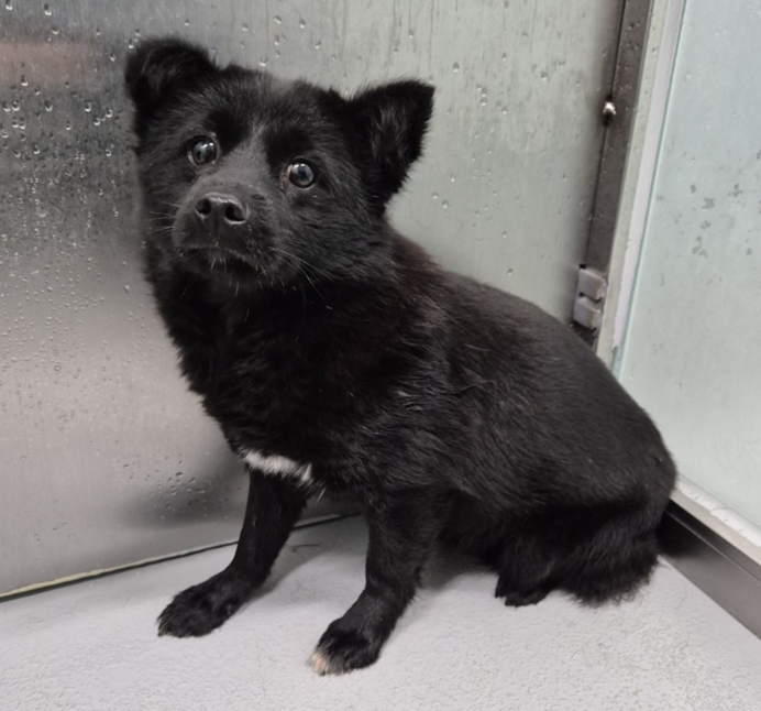 findmypaw's tweet photo. 꼬물이때 들어와서 현재 모습으로 공고사진 변경 요청했는데 특대형 공허 사진으로 바꿔둔거 실화냐

오른쪽처럼 예쁜 반달곰상 아기예요... 이번달 안락사 대상입니다!

신중한 입양 문의 부탁합니다. 
홍성반려동물문화센터 연락처 041-630-1374 https://t.co/9jm8w61Bs5