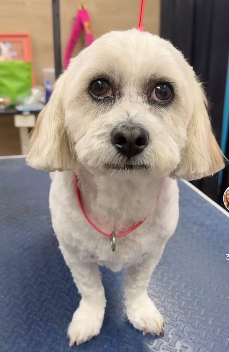 Sam ૮ ・ ﻌ・ა tweet media