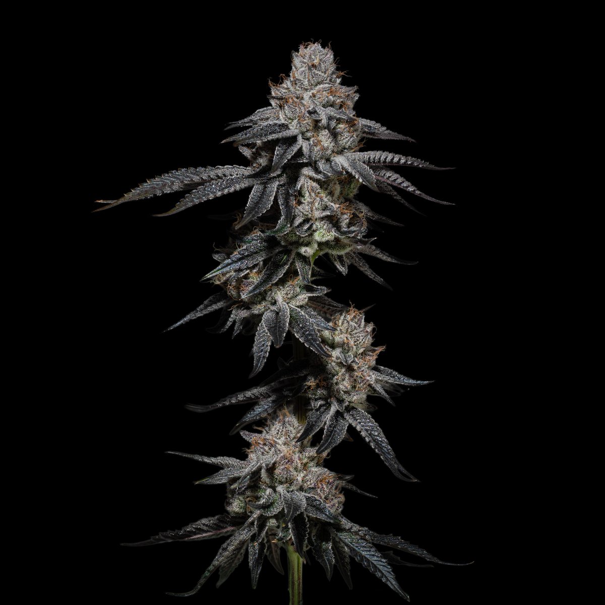 EvermoreCanna's tweet photo. Fruit Loot 5.

This one has been in the lab for a year and it's part of our 4️⃣ 2️⃣ 0️⃣  drop — one of five we think you'll love.

Tell us what you think. Comment below. 

Must be 21+ to View Content https://t.co/FQoIG2MYVx