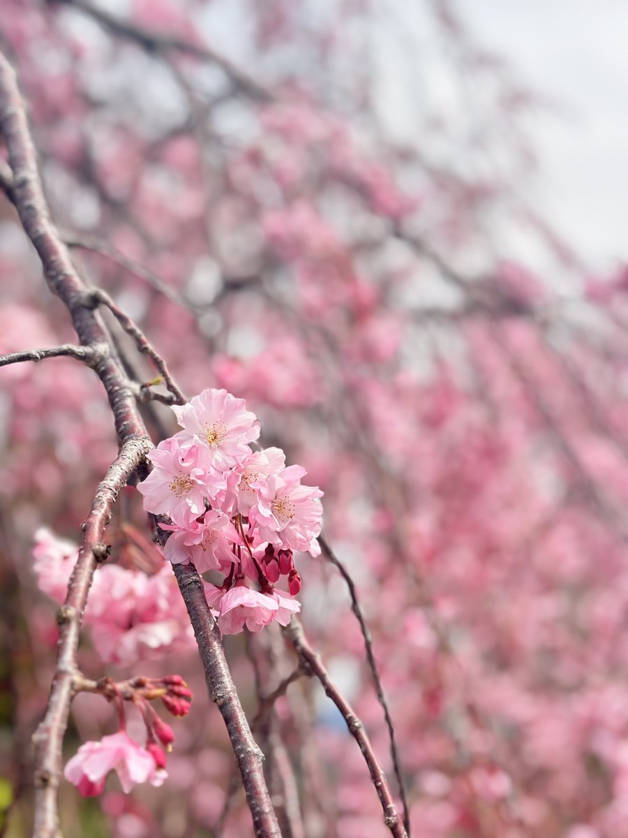 MuRyiz's tweet photo. 🌸 https://t.co/ugF9oAmKJz