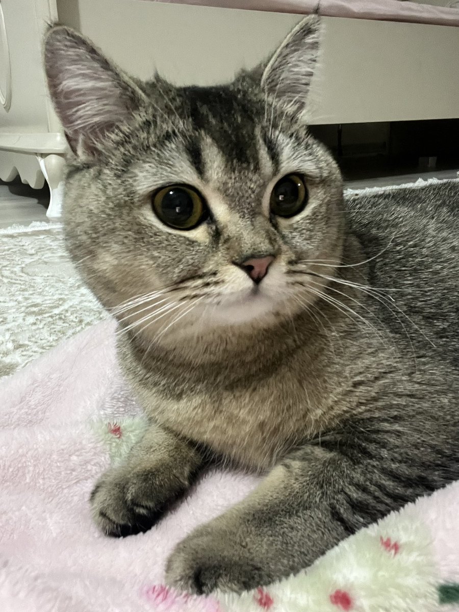 Simba Topiksurat tweet media