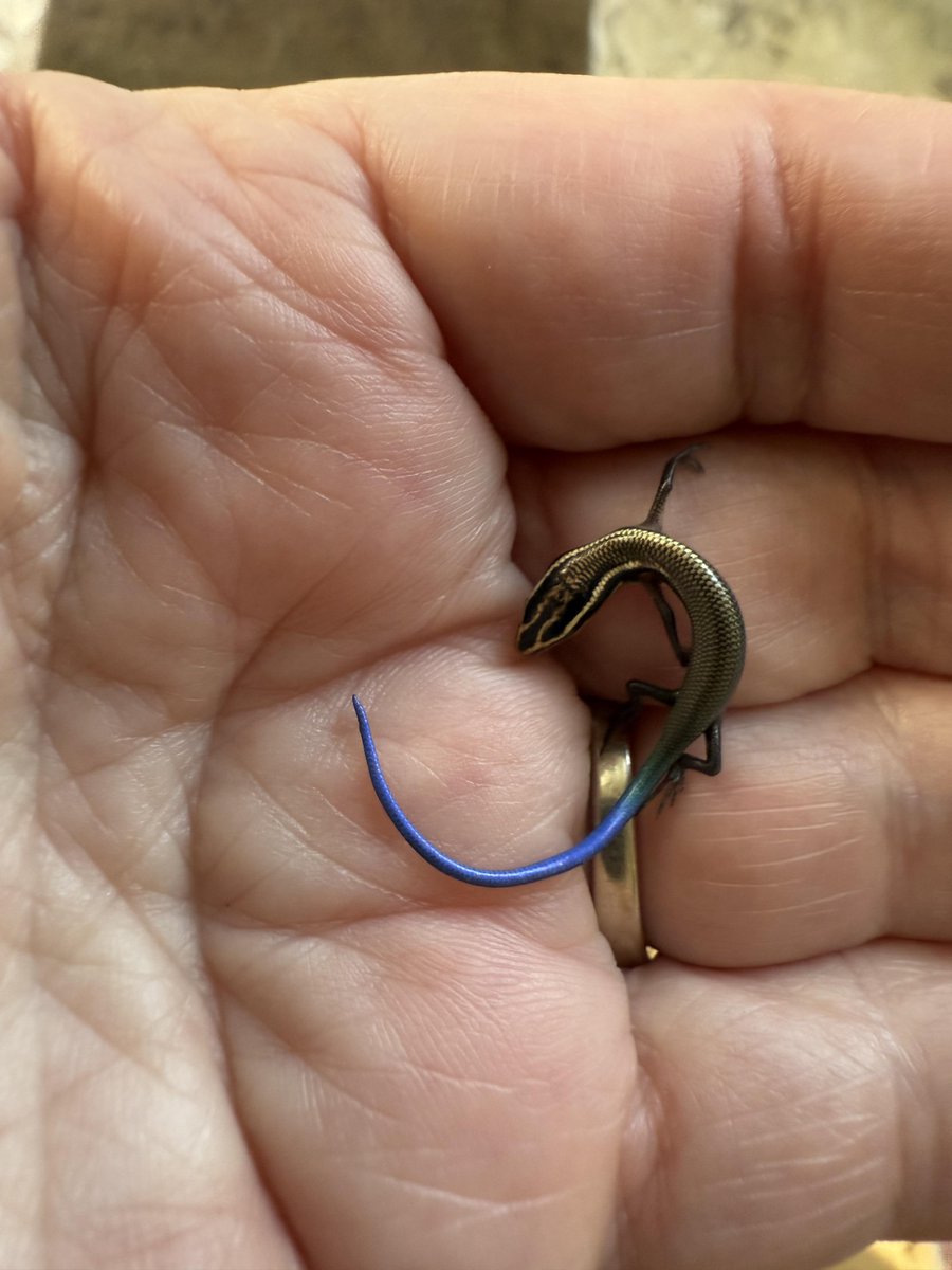 Liberta Cherguia 🇪🇺 tweet media