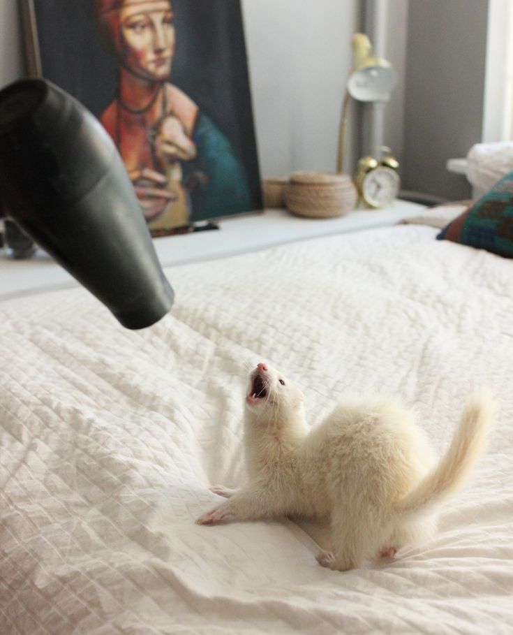 Ferret Every Hour tweet media