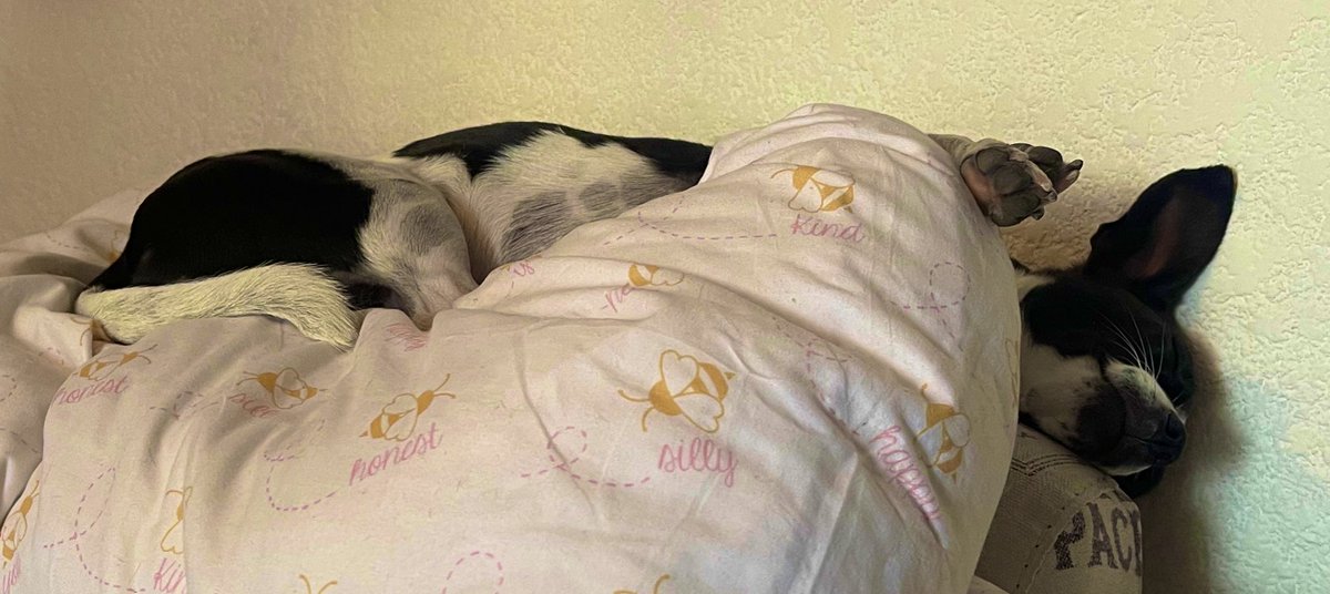 🌸Koshka Morrison Diesel💜 tweet media