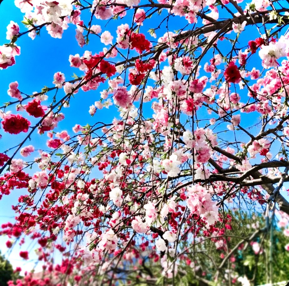 おはようございます☀
都内は昨夜から強風と共に気温が下がり、今朝はパリッと花冷えの快晴です🌸
朝から明るいと嫌でも早く起きちゃいますね😪あと駅までの道中はちょっと寒い位が丁度良いかも…目が冷めるんですよ👀
ただ年度始めは電車が混むんだよなぁ…🚃
皆様、今日も良い一日を！😊