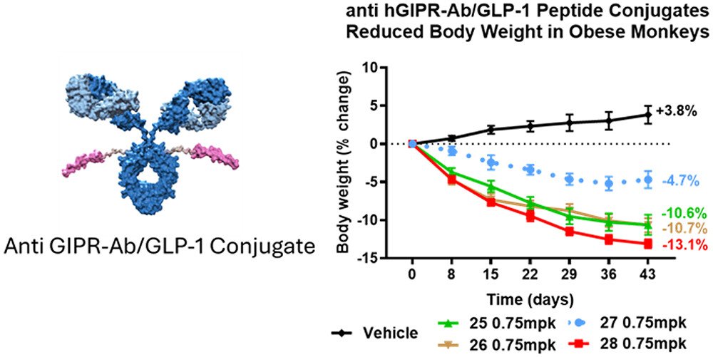 ADCs for non-oncology indications?

Preclinical paper describing the discovery, optimization, and development of AMG 133 out on #JMedChem <a href="/ACSBioMed/">ACS Publications Bio & Med Chem Content</a> 

AMG 133 (maridebart cafraglutide) = anti-GIPR-Ab conjugated to a synthetic GLP-1 peptide!

pubs.acs.org/doi/10.1021/ac…