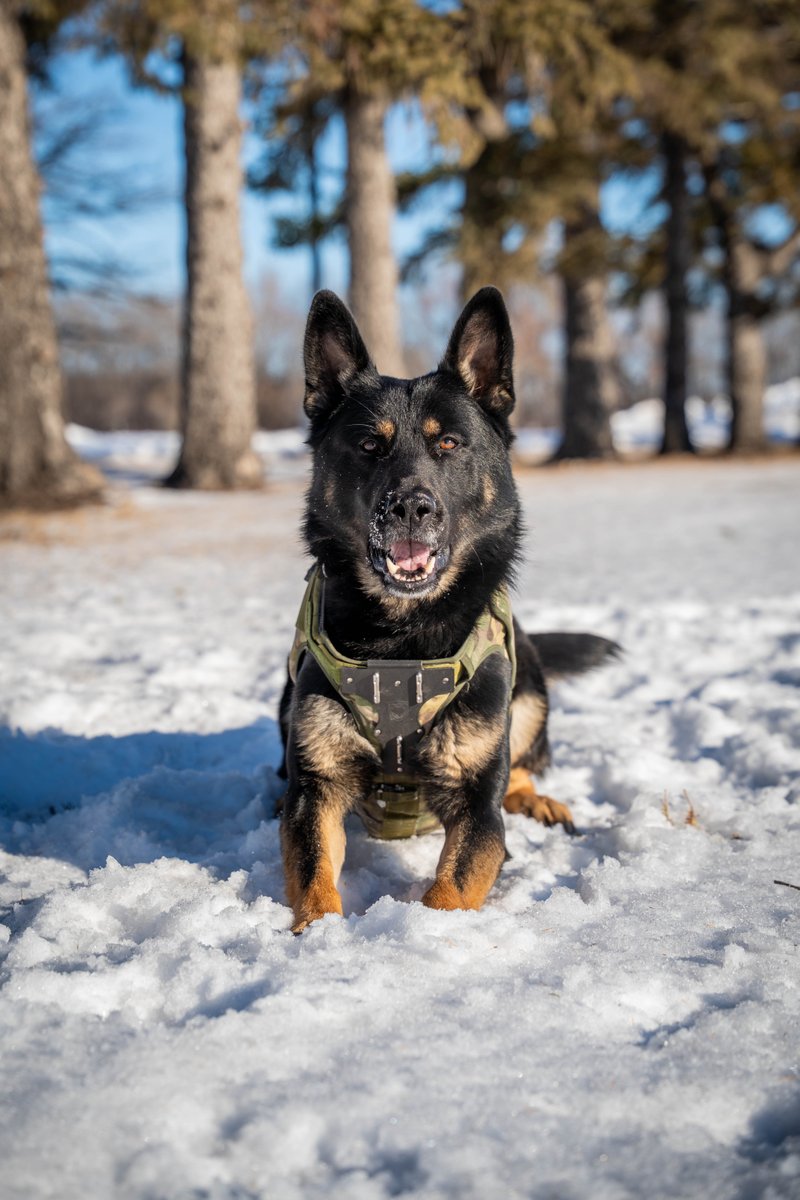 RCMP Manitoba tweet media