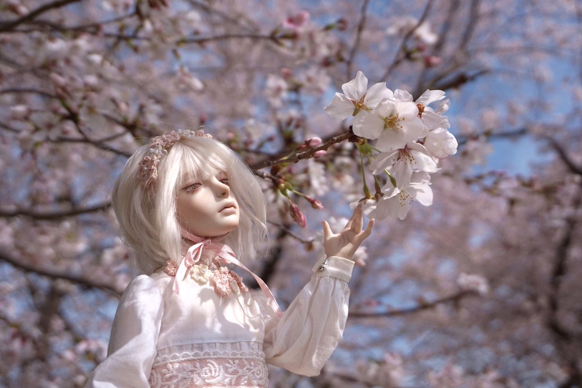 passionngi_doll's tweet photo. おはようございます🌸
#おはドル
#KTDOLL https://t.co/yaB7vKNpsA