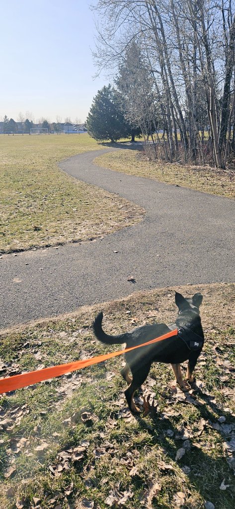 CanadianBlackBear🇨🇦 (CanadianPenny🌈) tweet media