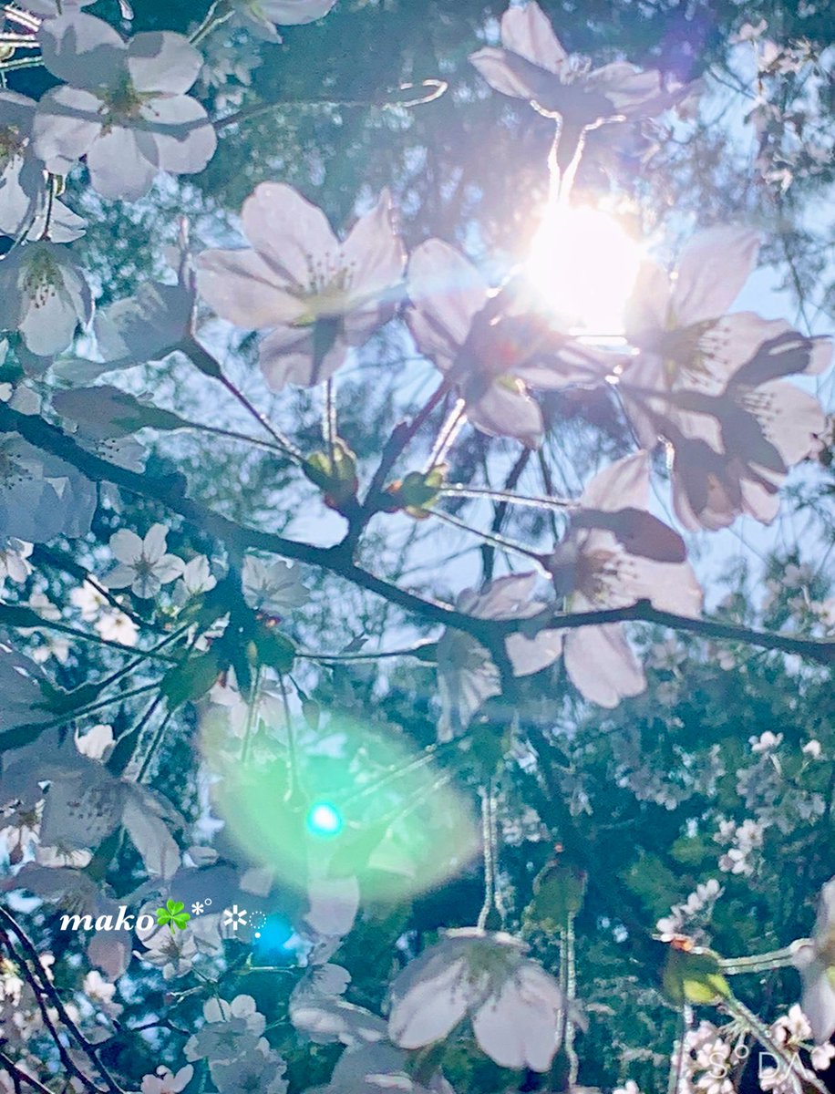 mako🐶◞︎ ̑̑ෆ⃛ tweet media
