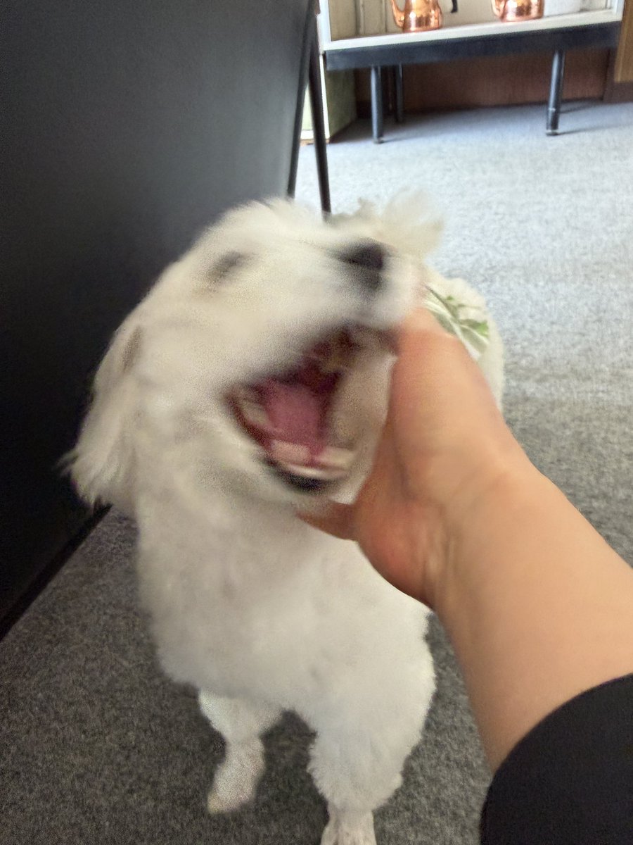 よーこ🔥 tweet media