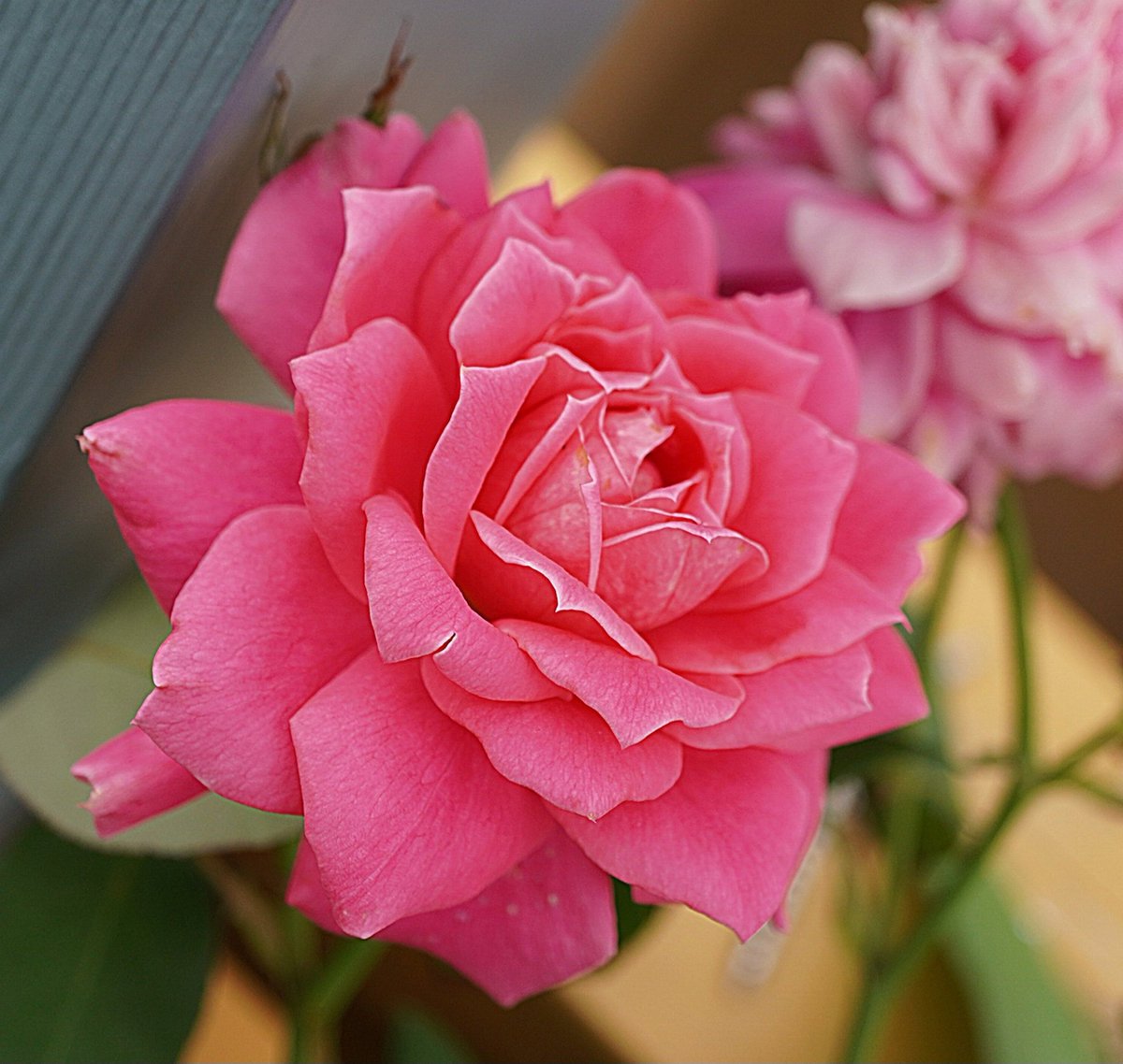 大工の ひろさん tweet media