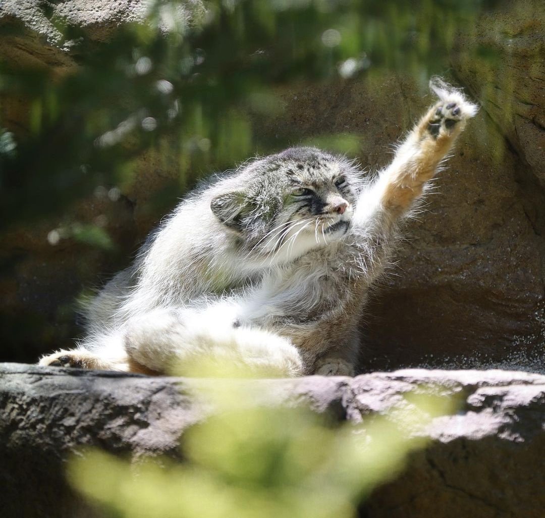 Daily Manul (@dailymanul) on Twitter photo 