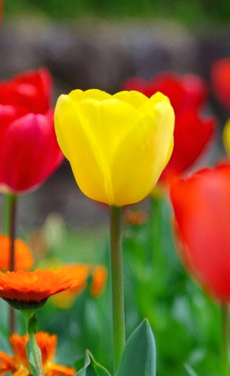 brass_suki117 tweet media