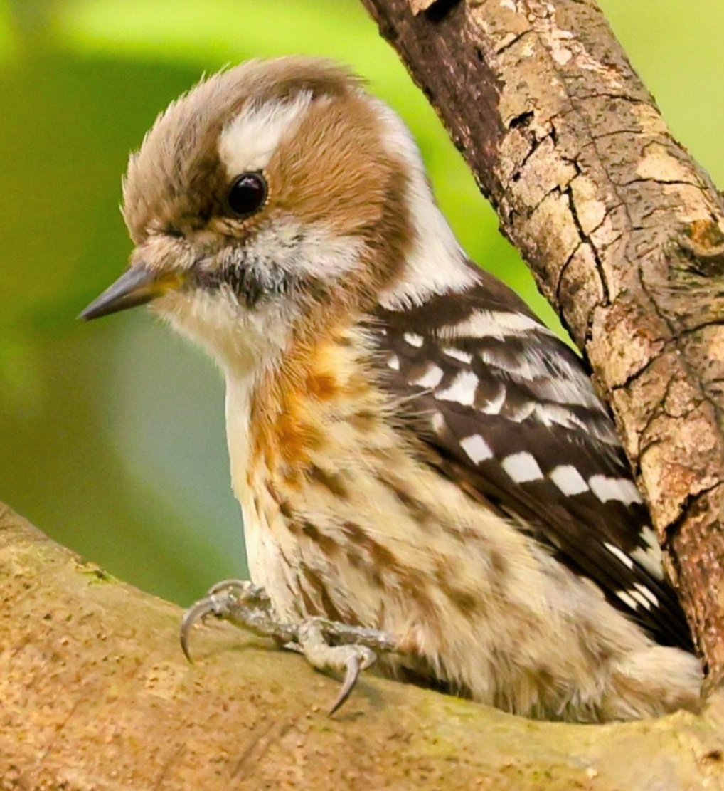 brass_suki117 tweet media