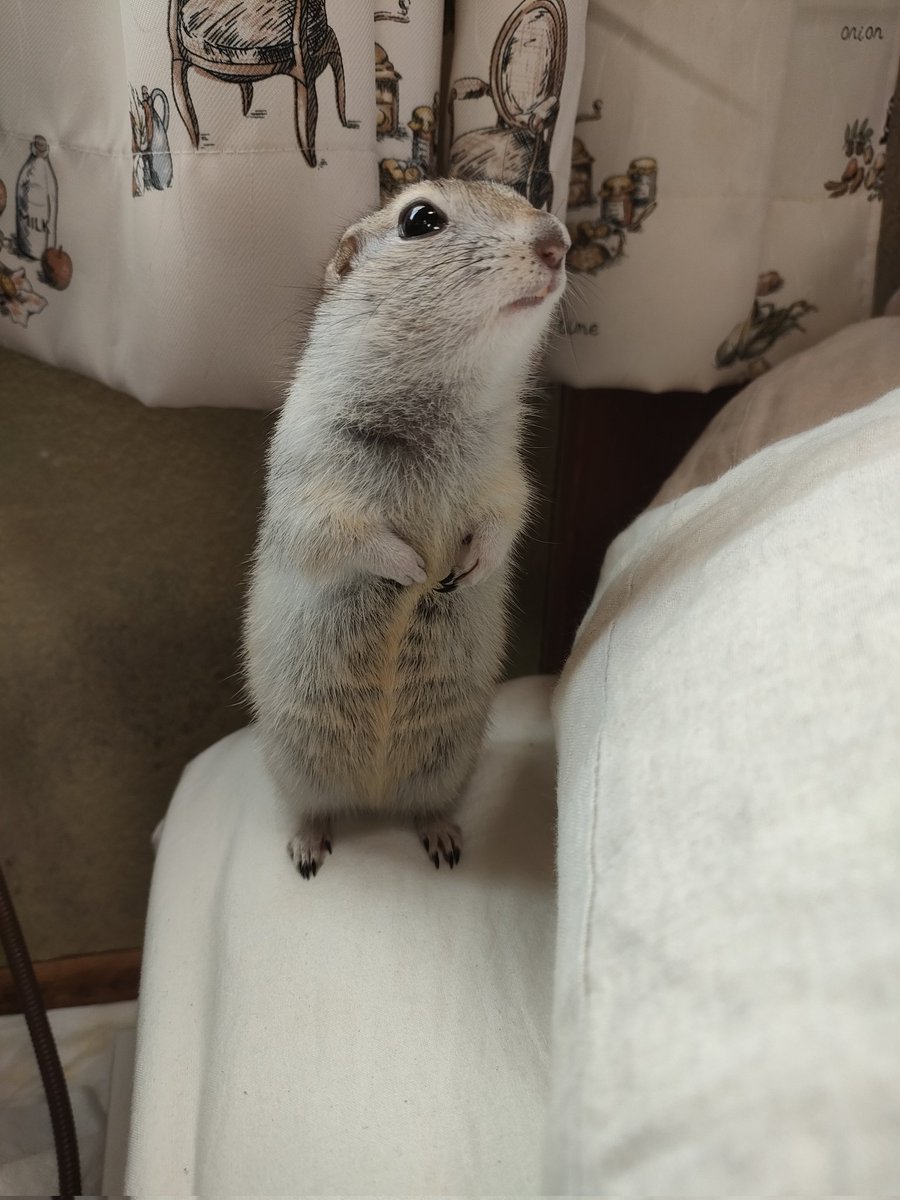 たかすぎS tweet media