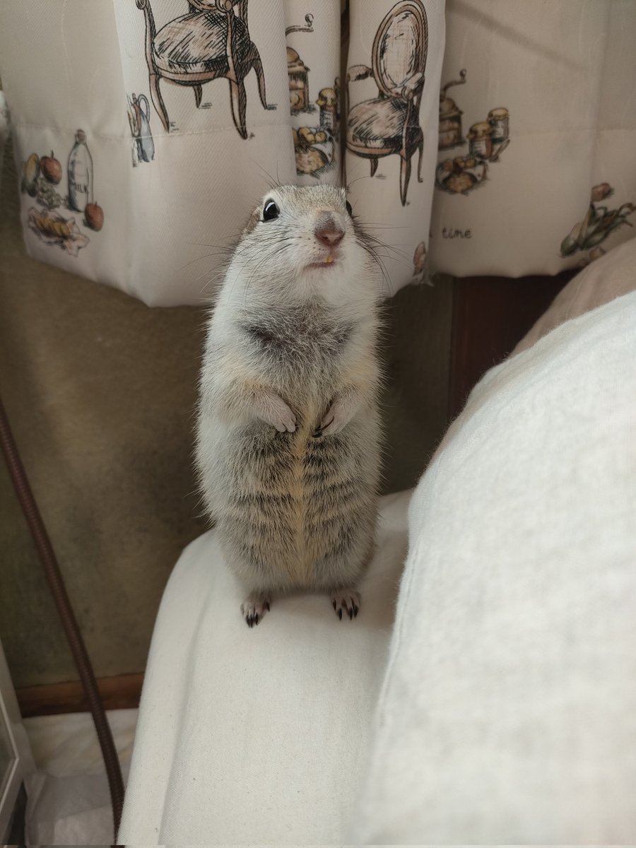 たかすぎS tweet media