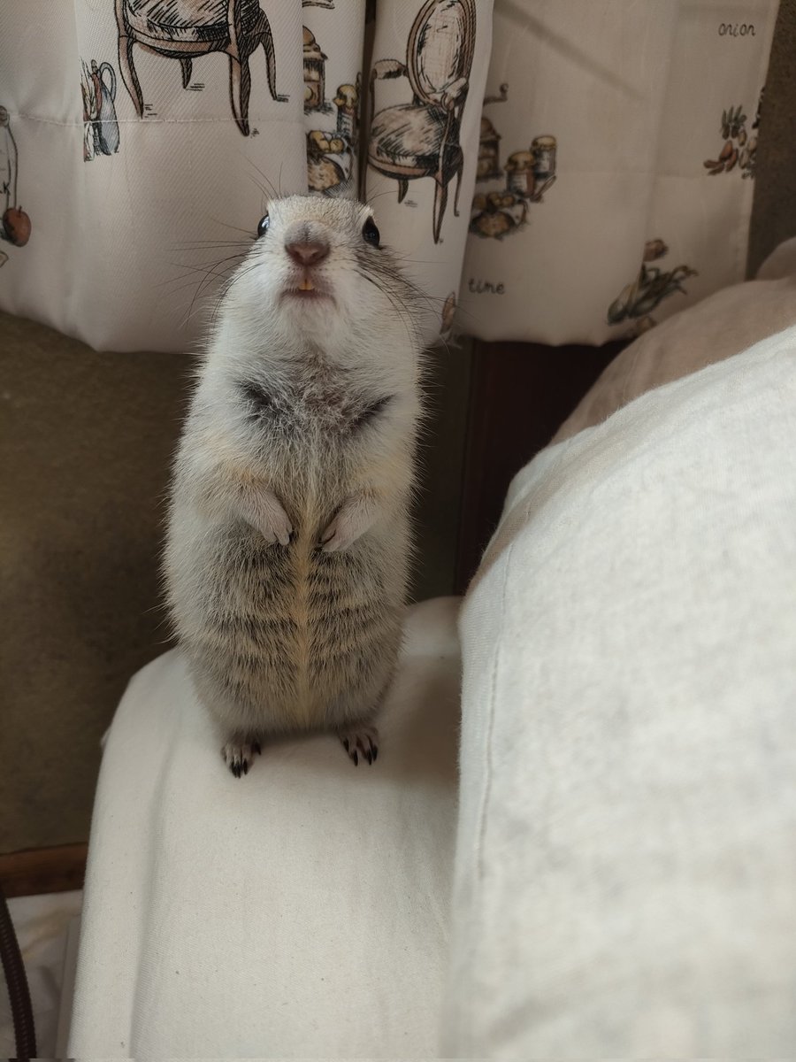 たかすぎS tweet media