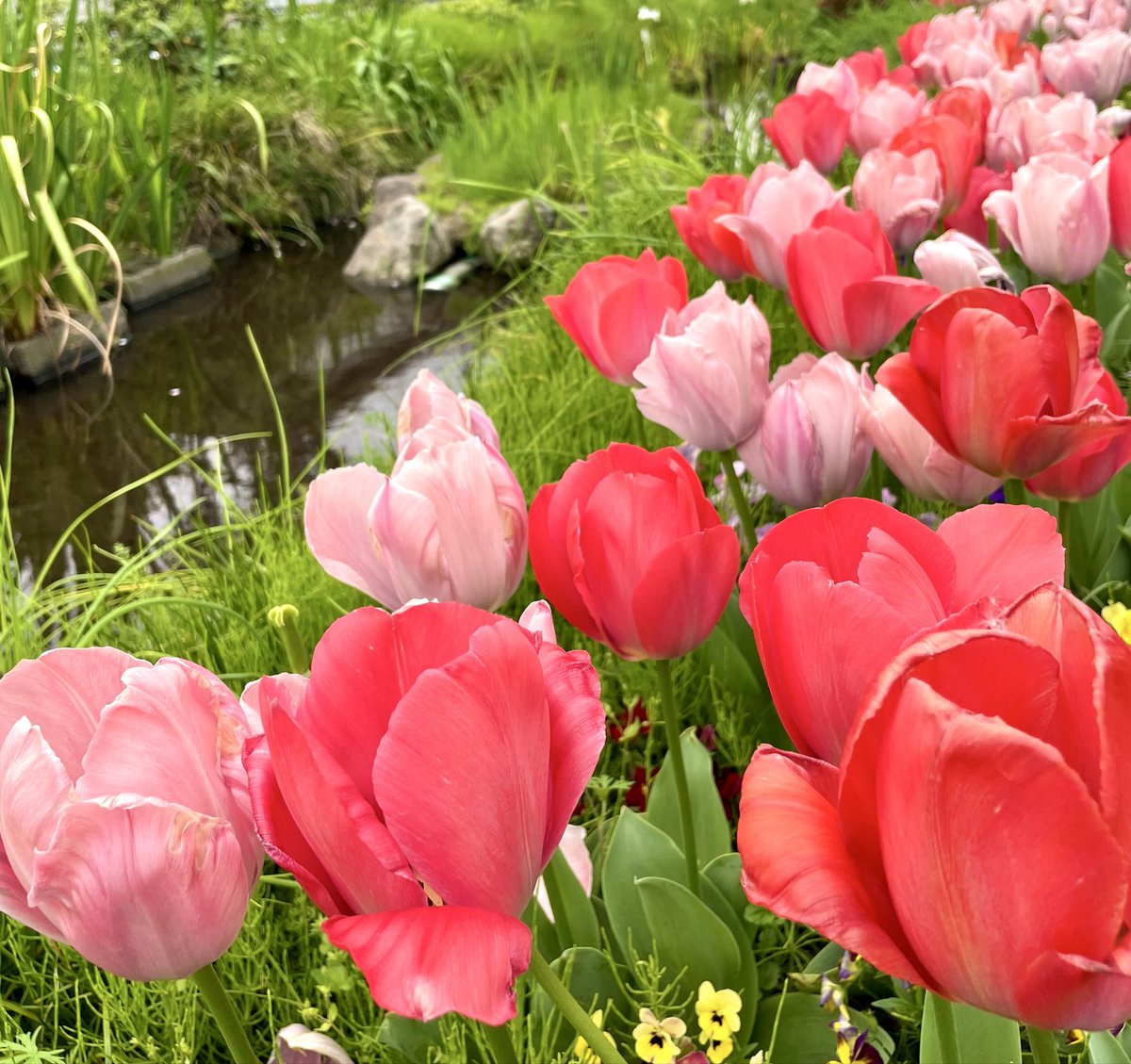 しょーすけ tweet media