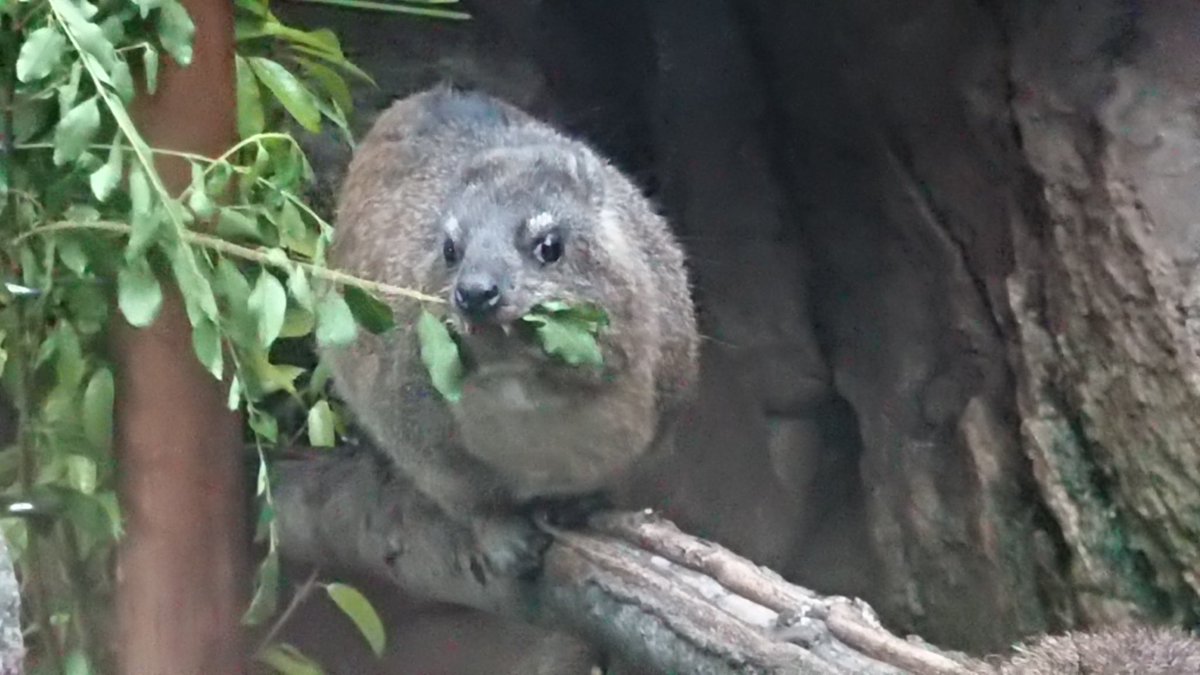 カッパさん tweet media