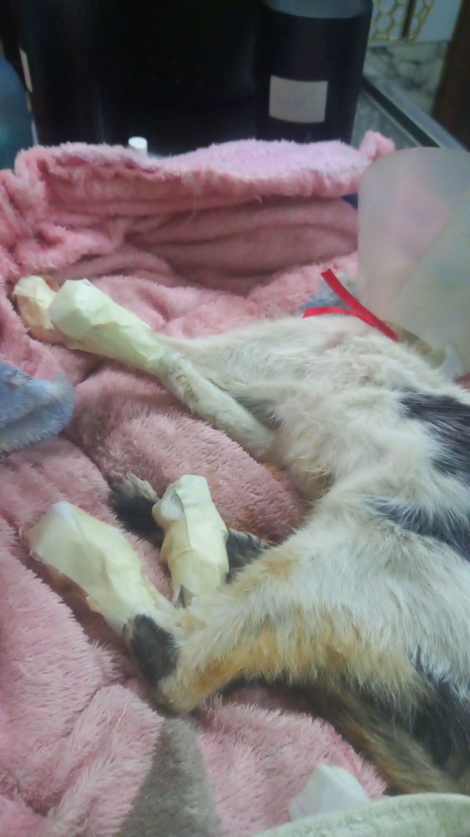 Koa La Nde Michi 😺😸😽😼😻 tweet media