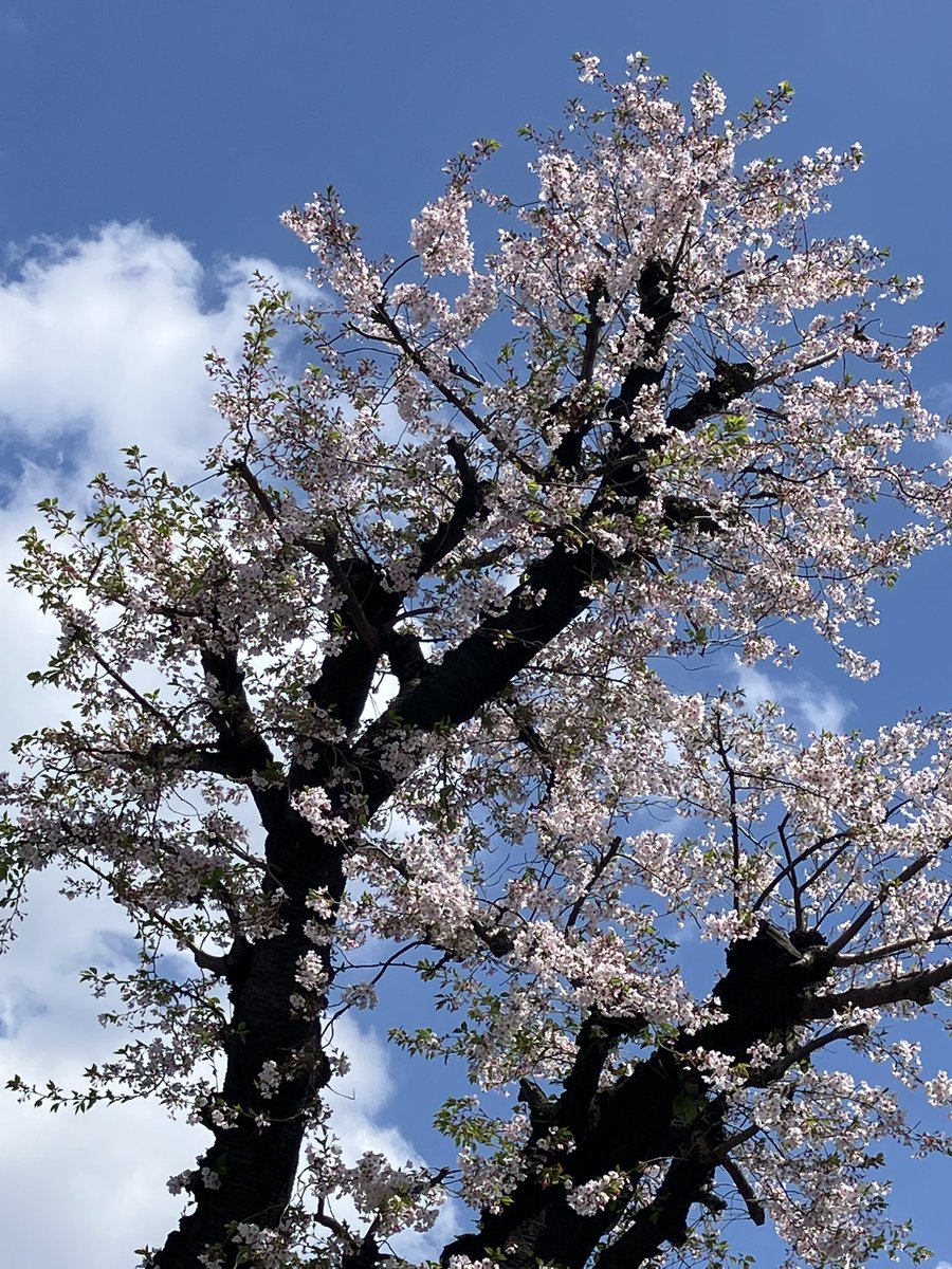 ももんがーZ tweet media