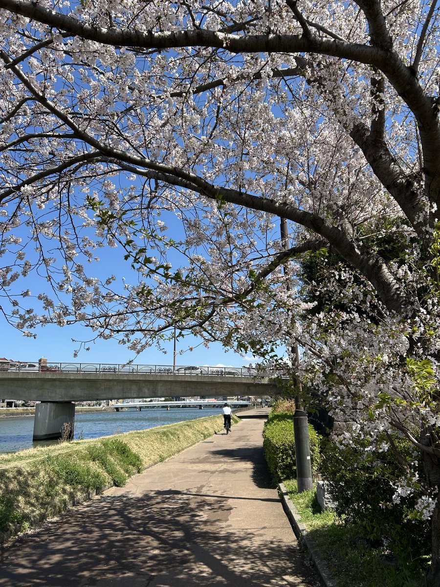 アカネ tweet media