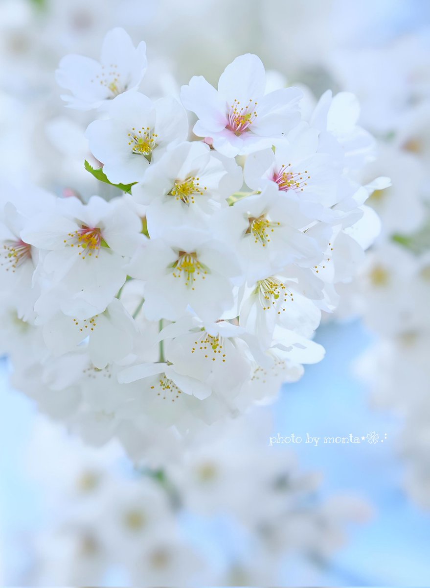 もんた❀𓂂𓏲 tweet media