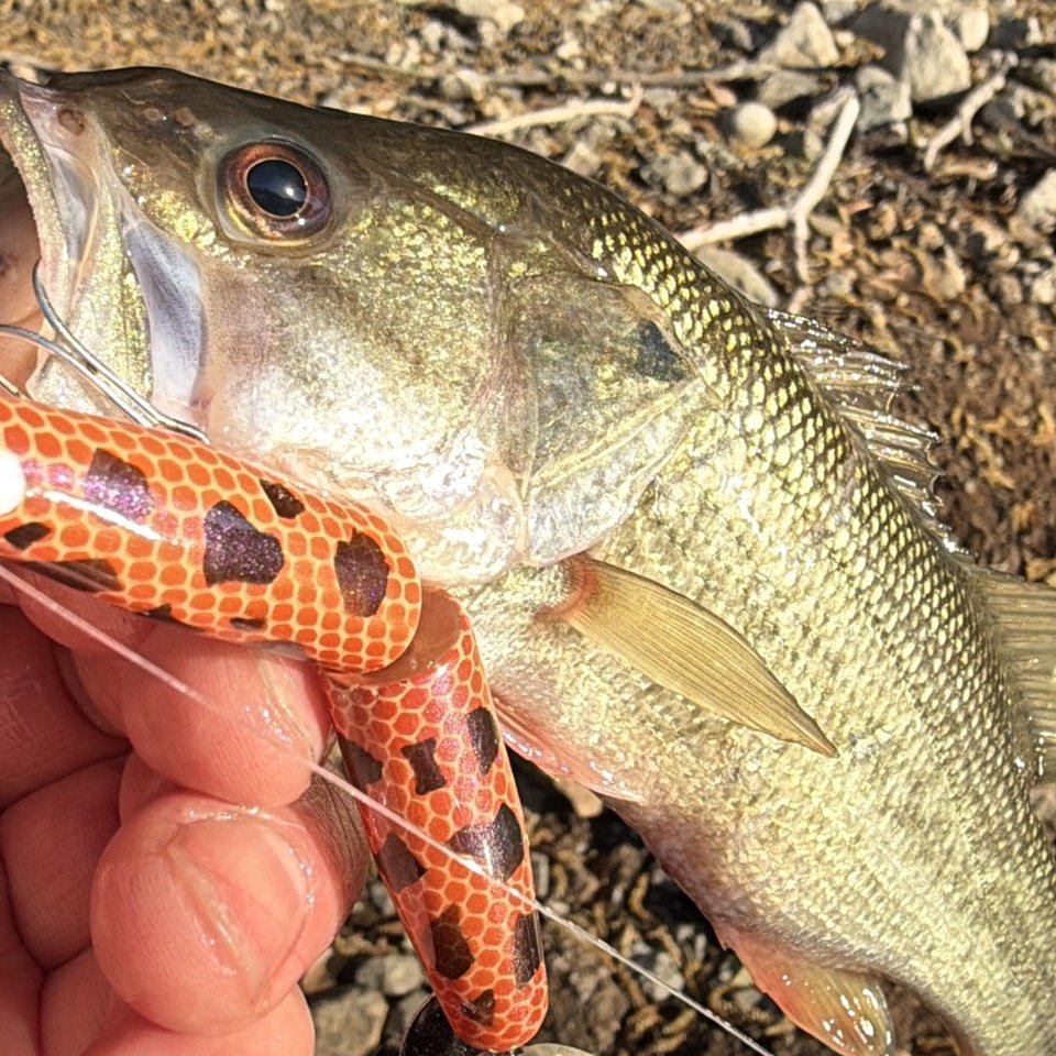 釣船小川亭@相模湖 tweet media