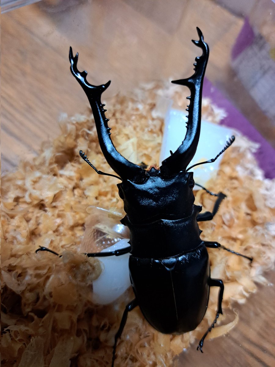 くりさん tweet media