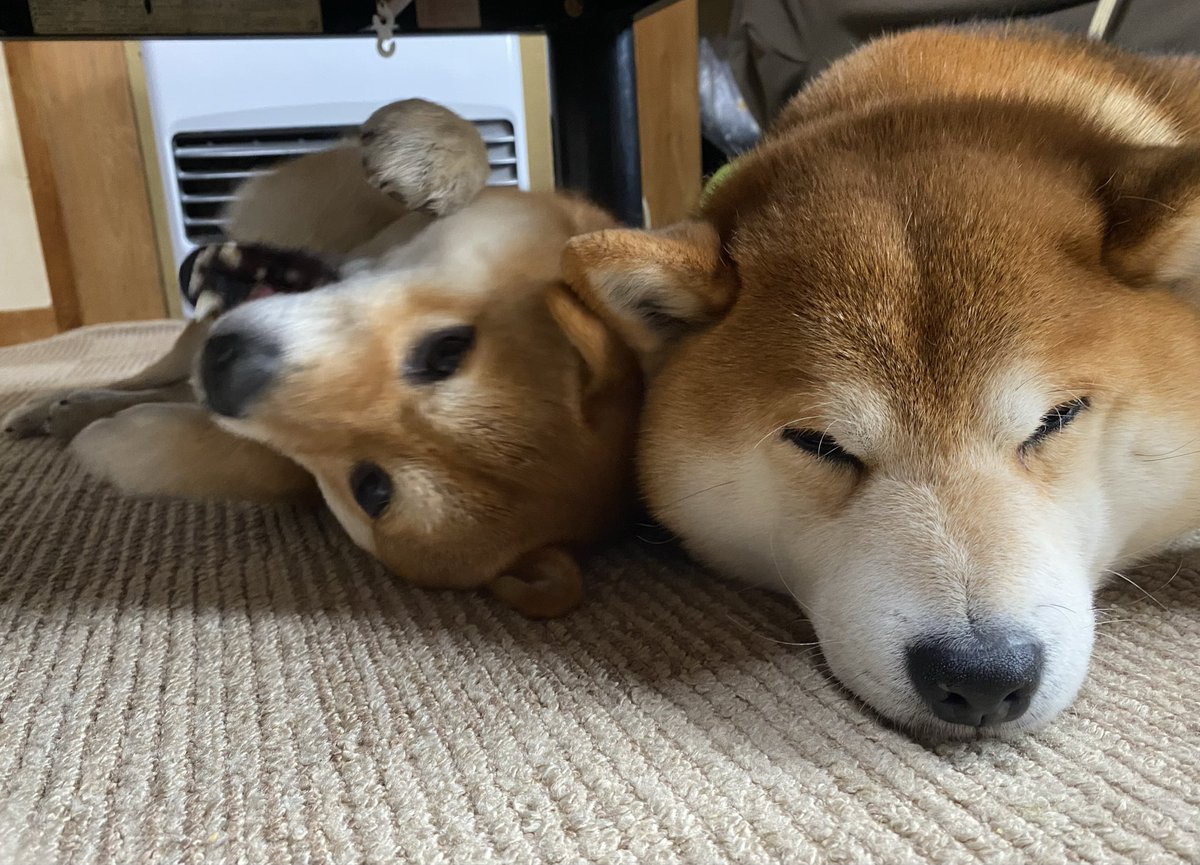 しばいぬのるいくん tweet media