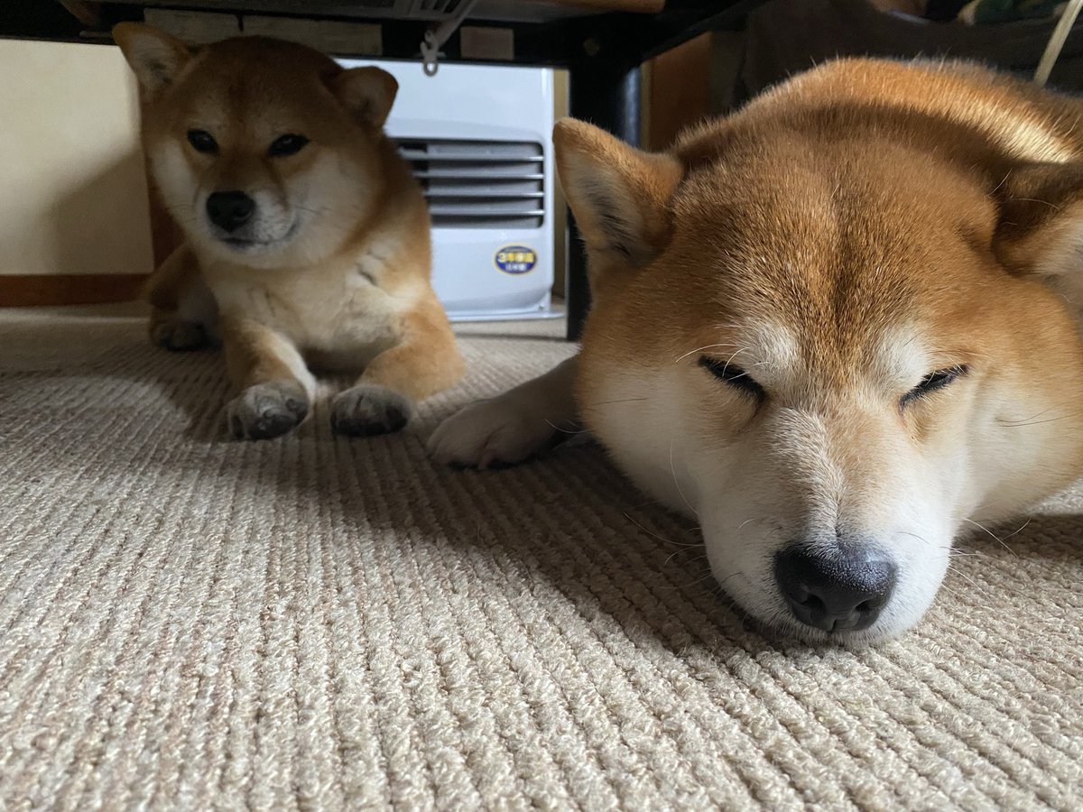 しばいぬのるいくん tweet media