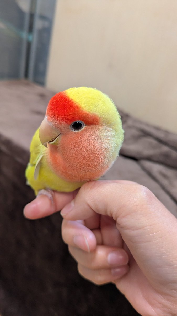 おしゃち🫍(雑多垢) tweet media