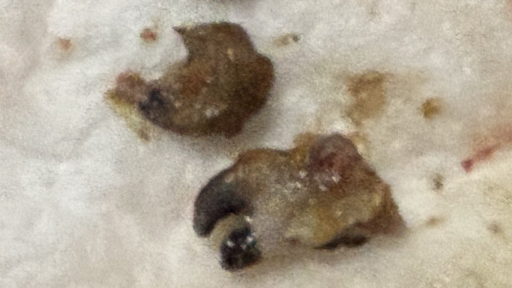 わたつり🦍@わたしは釣りがやってみたい tweet media