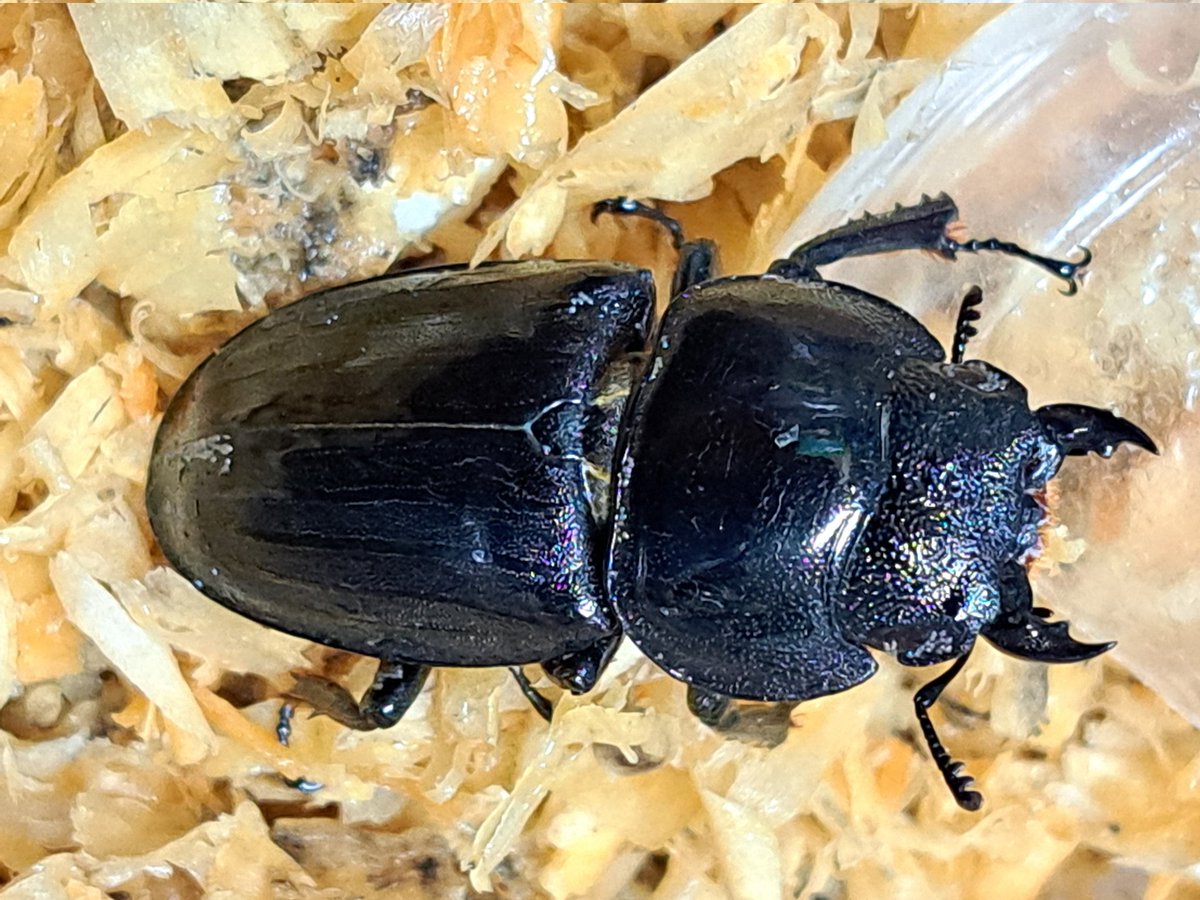 くりさん tweet media